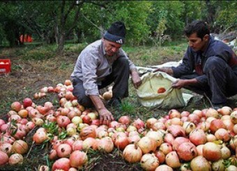 حکایت تلخ دلالان بازار میوه در نی‌ریز/شادی رتبه اول انار کشور در جیب دلالان