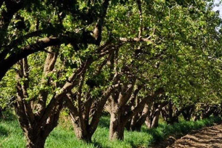 احتمال وقوع سرما‌زدگی بهاره باغات فارس/ باغداران محصولات خود را بیمه کنند