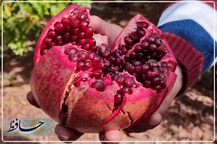 دومین جشنواره ملی انار شیراز برگزار می شود 