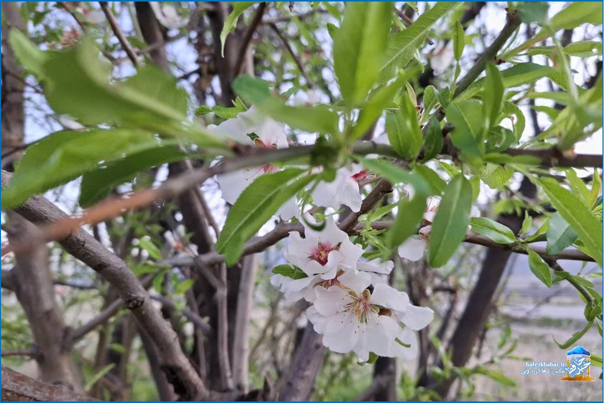 سر زد از شاخساران گل/ عکس: رها فریدونی